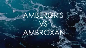 Ambergris ile Ambroxan Arasındaki Farklar